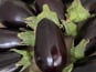 Des Poules et des Vignes à Bourgueil - Aubergine du jardin