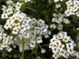 Nature et Saveurs - Ferme Aquaponique et Permacole Astérienne - Alysse Snow Princess – Fleur comestible