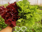 Nature et Saveurs - Ferme Aquaponique et Permacole Astérienne - Shiso vert & shiso pourpre – Feuilles gastronomiques fraîches