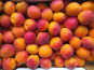 Vergers des brunots - Abricots IGP des Baronnies - 10 kg