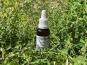 Lou Codou - Mâcérat de bourgeons de Ronce - 30ml