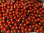 Agriloops - Tomates cerises rondes – Poly 2 kg