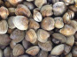 Saint Kerber - Cancale - Clams petit 1kg barquette