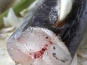 Poissonnerie La Piriacaise - Morceau de Merlu 1000g