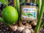 Nature et Saveurs - Ferme Aquaponique et Permacole Astérienne - Rillettes de Truite Blanche Lime & Gingembre de la Ferme