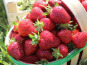Domaine Reverchon - Fraise Cléry du Vaucluse 3kg