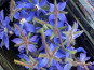 La Cabane à plantes - Bourrache fleurs fraîche (20 fleurs)