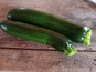 Aux Jardins des Colibris - Courgettes vertes Bio