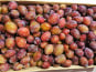 Maison du Pruneau - Cueillette du Gascon - Prunes d'Ente du Lot et Garonne 5kg