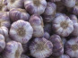 L'OLIVERAIE DU COUDON - AIL VIOLET  1KG