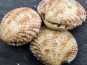Saint Kerber - Cancale - Praires 1kg barquette sous atmosphère