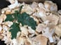 Trapon Champignons - Pieds De Mouton Frais - 1 Kg