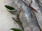 L'atelier des poissonniers - Maigre sauvage