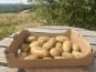 Ferme Sinsac - Pomme de terre nouvelle en sachet de 1kg
