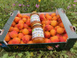 Délit de Gourmandise - Lot 3,5kg Abricots Bio et 2x375g de confitures d'Abricot du Roussillon Bio
