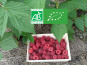 LES JARDINS DE KARINE - Framboise d'Automne surgelée - 500g