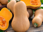 Naturélium - Courge butternut bio de la Drôme