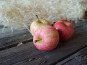 Les Jardins de Gérard - Pomme Gala Bio - 1 kg