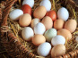 La Ferme de Franck et Blandine - 12 Oeufs Fermiers de Couleurs