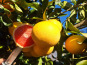 LES VERGERS DE BRAVONE - Pomelos Bio - 10KG