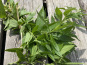 Ferme Sinsac - verveine citronnée