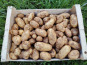 L’Echo Paysan - Pomme de Terre Nouvelle Bio 5kg