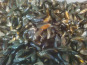 Gourmets de l'Ouest - Moules de bouchot AOP Baie du Mont Saint-Michel - 5kg