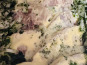 Ferme de la Paumerais - MUSEAU VINAIGRETTE 250g
