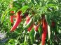 Elissalde Le Potager Basque - 10 Plants de Piment du Pays Basque ULTRA-DOUX - 100% Naturel (vrac)