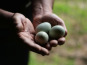 Elissalde Le Potager Basque - 6 Oeufs Bleus Frais Naturels Fermiers