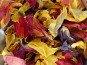 Rébecca les Jolies Fleurs - Pétales de Tulipes