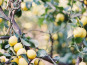 Graines Précieuses - Marinade Aux Citrons Confits Bio De Nice, Aux Épices Douces Et Gingembre Frais Râpé.