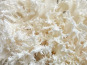 Naturélium - L’hydne corail 1kg