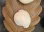 Ferme Lait Prés Verts - La Bauzzarella - Bio - 150g minimum