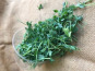 Le Maraîcheur - Micropousse de pois 50g