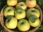 Des Poules et des Vignes à Bourgueil - Pommes Belchard