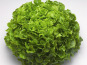 Nature et Saveurs - Ferme Aquaponique et Permacole Astérienne - Salade Laitue Feuille de Chêne