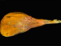 Maison DEHESA - Jambon Serrano Gran Reserva 100% Duroc avec os