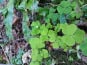 Rébecca les Jolies Fleurs - Herbes fraiches : Oxalis