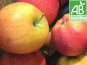 Mon Petit Producteur - Pomme Gala ou Pomme Du Moment Bio - [vendu Par 3 Kg]+