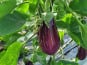 Le Pré de la Rivière - Aubergine zebrée Bio 1,5kg - Origine France