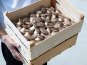 Les Myconautes - Pleurotes panicaut Bio - Cagette 3kg