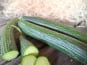 Les Jardins de Gérard - Concombre long Bio - 1 pièce