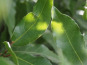 Mon Petit Producteur - Laurier Frais Bio [50 g]