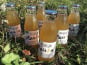 Délit de Gourmandise - Pur Jus de Raisins Blanc Bio - 6x75cl