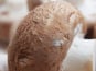 Mon Petit Producteur - Champignon De Paris Brun Bio - [vendu Par 350 g]