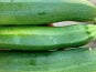 ChâteauFer - Courgette