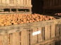 La Noyeraie des Borderies - NOIX BIO Gros Calibre (32+) PROMO 10 kg !!  RÉCOLTE 2025