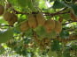 L'OLIVERAIE DU COUDON - KIWI JAUNE( GOLD ) 6 PIECES