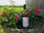 Domaine du Buisson - Vin rosé AOP Bordeaux - 2025 - 1x75cl